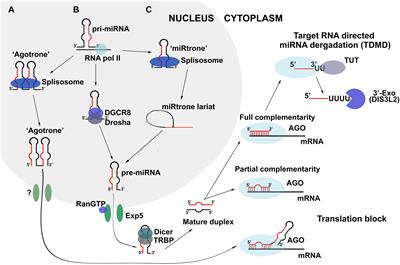 Enhanced Inhibition of Tumorigenesis Using Combinations of miRNA-Targeted Therapeutics